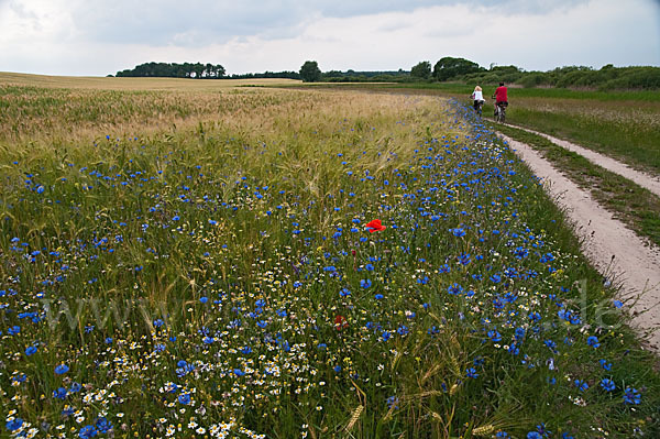 Kornblume (Centaurea cyanus)