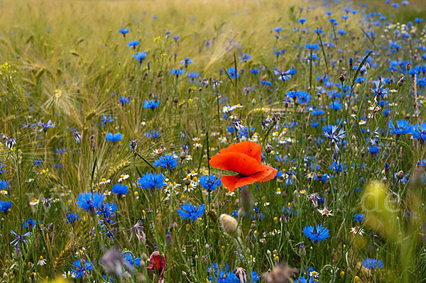 Kornblume (Centaurea cyanus)