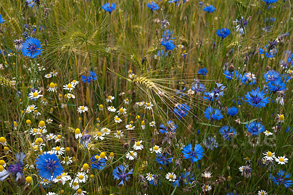 Kornblume (Centaurea cyanus)