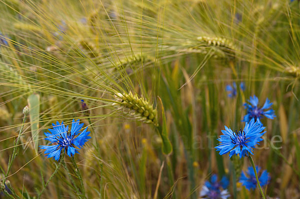 Kornblume (Centaurea cyanus)