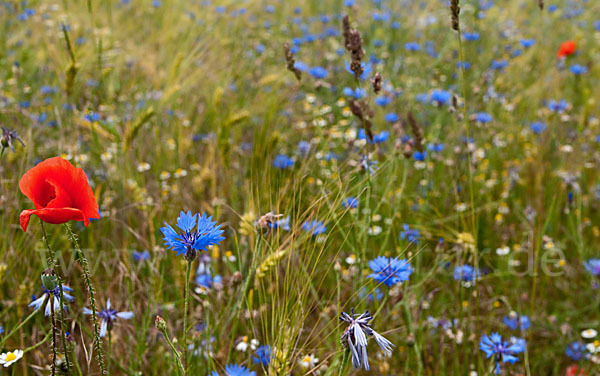 Kornblume (Centaurea cyanus)