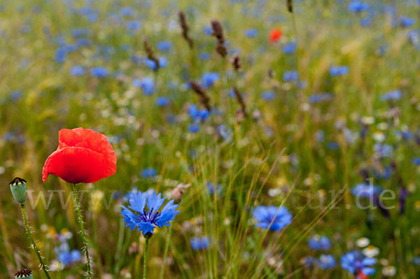 Kornblume (Centaurea cyanus)