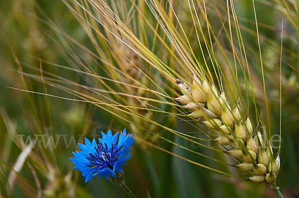 Kornblume (Centaurea cyanus)