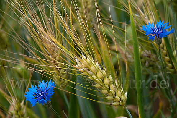 Kornblume (Centaurea cyanus)