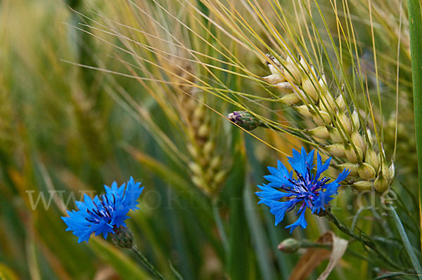 Kornblume (Centaurea cyanus)