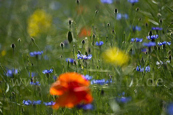 Kornblume (Centaurea cyanus)