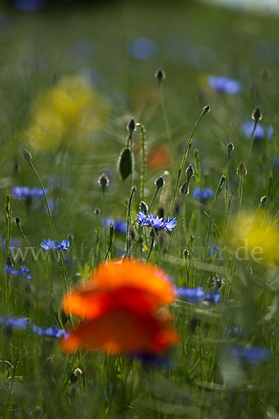 Kornblume (Centaurea cyanus)