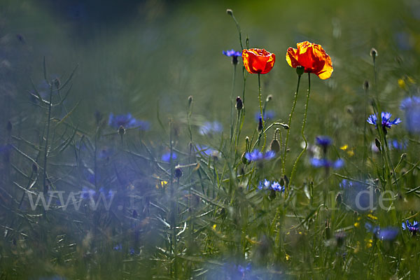 Kornblume (Centaurea cyanus)