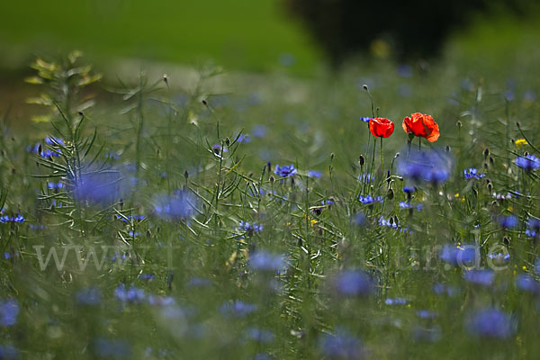 Kornblume (Centaurea cyanus)