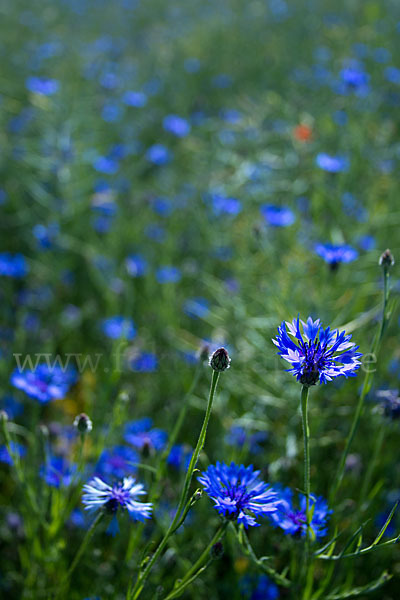 Kornblume (Centaurea cyanus)