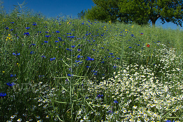 Kornblume (Centaurea cyanus)