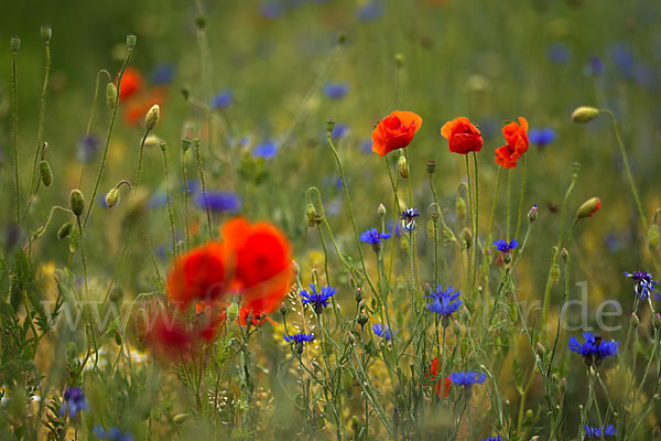 Kornblume (Centaurea cyanus)