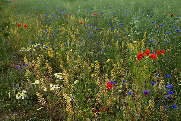 Kornblume (Centaurea cyanus)