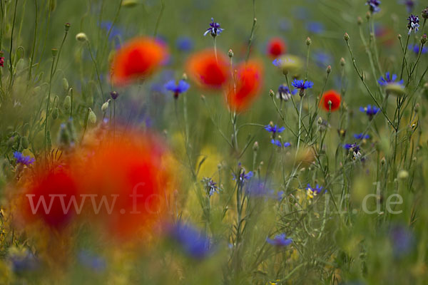 Kornblume (Centaurea cyanus)