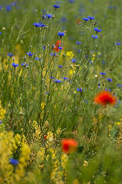 Kornblume (Centaurea cyanus)