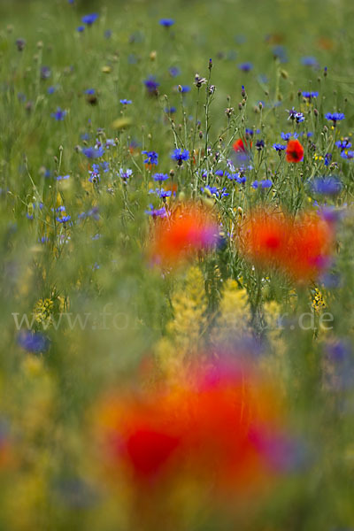 Kornblume (Centaurea cyanus)