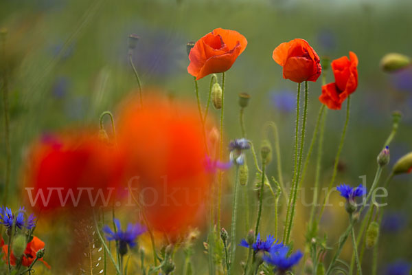 Kornblume (Centaurea cyanus)