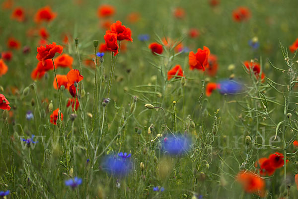 Kornblume (Centaurea cyanus)