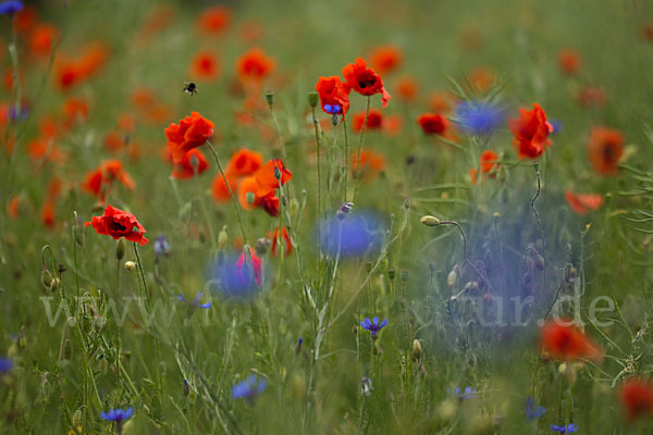 Kornblume (Centaurea cyanus)