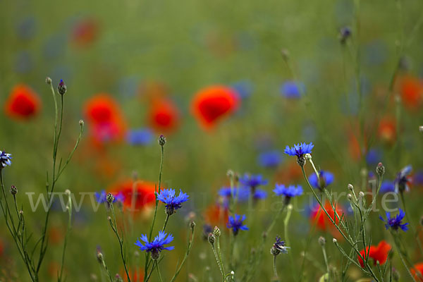 Kornblume (Centaurea cyanus)