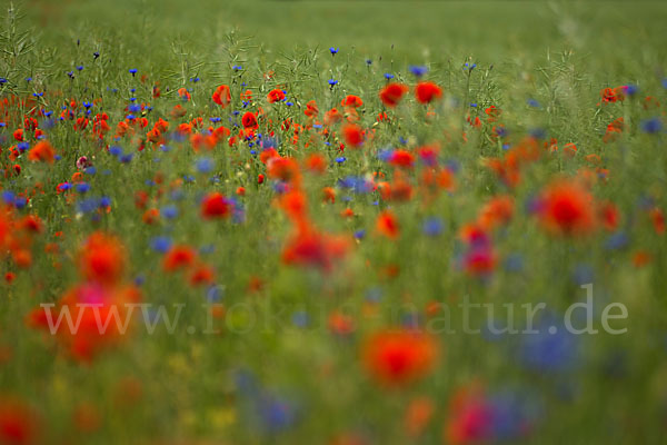 Kornblume (Centaurea cyanus)