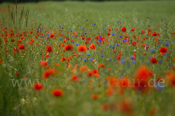 Kornblume (Centaurea cyanus)