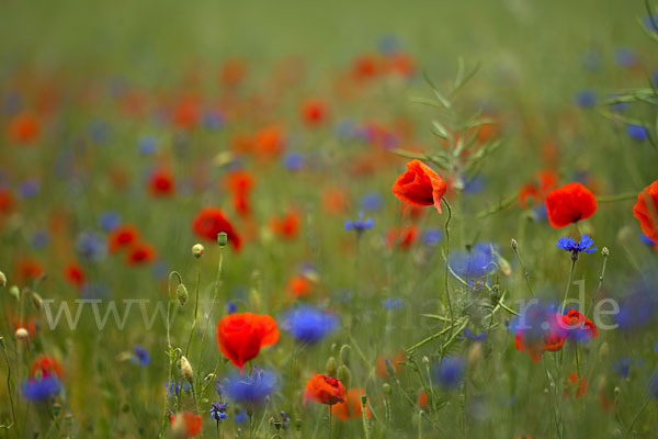 Kornblume (Centaurea cyanus)