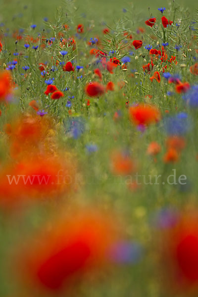 Kornblume (Centaurea cyanus)