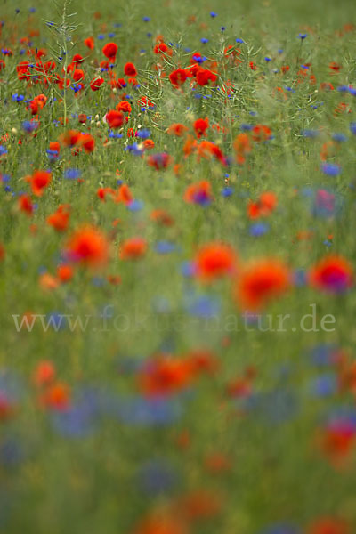 Kornblume (Centaurea cyanus)