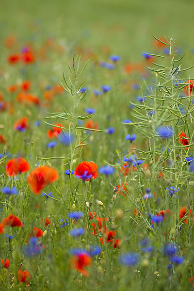 Kornblume (Centaurea cyanus)