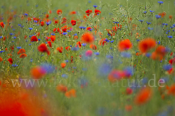 Kornblume (Centaurea cyanus)