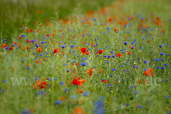 Kornblume (Centaurea cyanus)