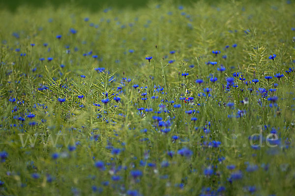 Kornblume (Centaurea cyanus)