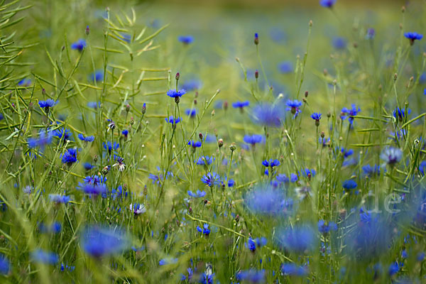 Kornblume (Centaurea cyanus)