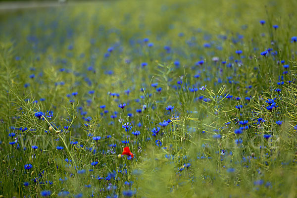 Kornblume (Centaurea cyanus)