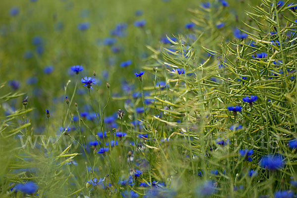 Kornblume (Centaurea cyanus)