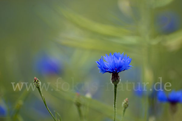 Kornblume (Centaurea cyanus)