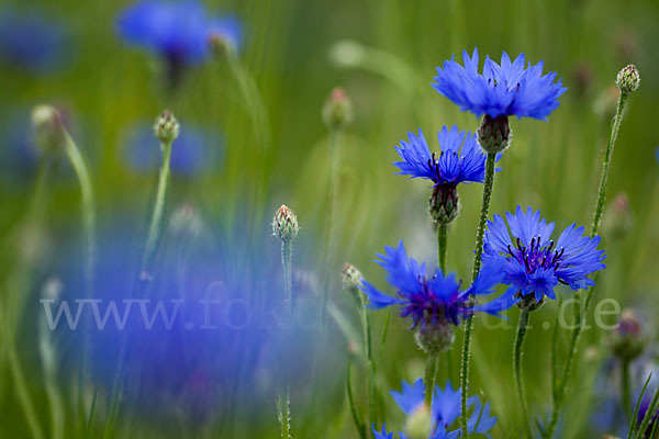 Kornblume (Centaurea cyanus)