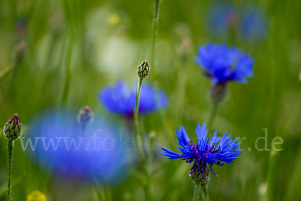 Kornblume (Centaurea cyanus)