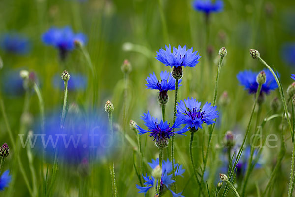 Kornblume (Centaurea cyanus)