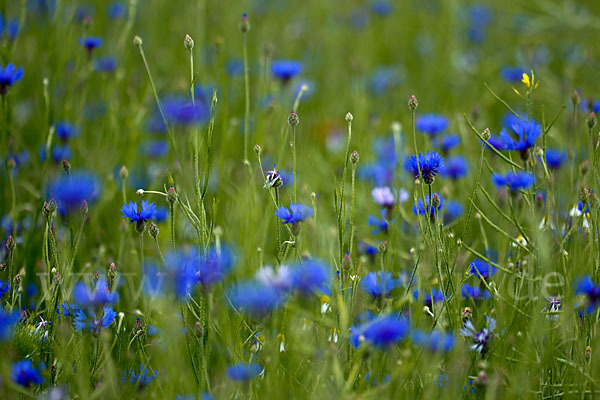 Kornblume (Centaurea cyanus)