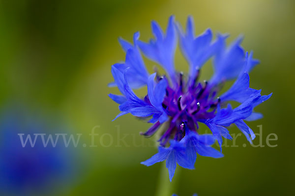 Kornblume (Centaurea cyanus)