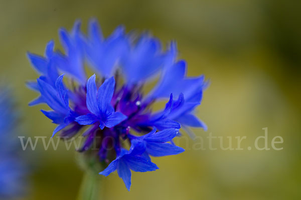 Kornblume (Centaurea cyanus)