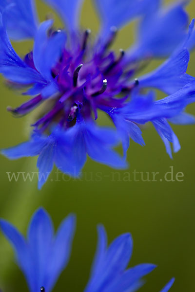 Kornblume (Centaurea cyanus)