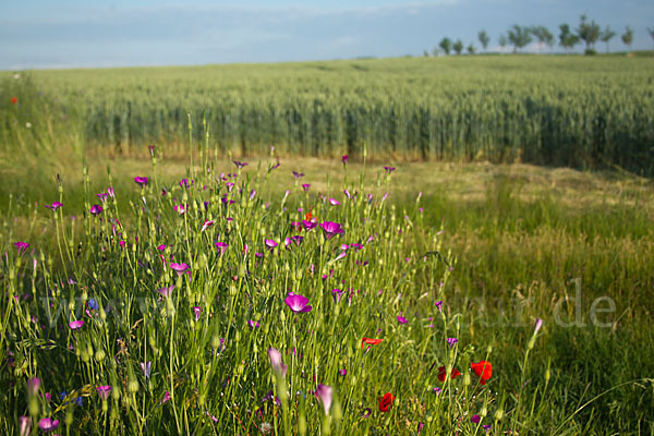 Kornblume (Centaurea cyanus)