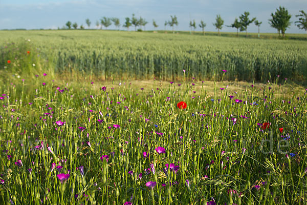 Kornblume (Centaurea cyanus)