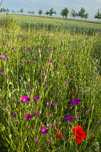 Kornblume (Centaurea cyanus)