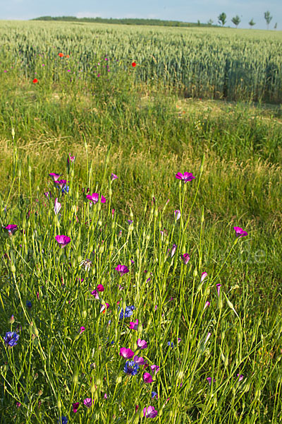 Kornblume (Centaurea cyanus)