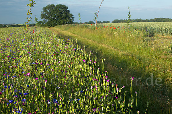 Kornblume (Centaurea cyanus)