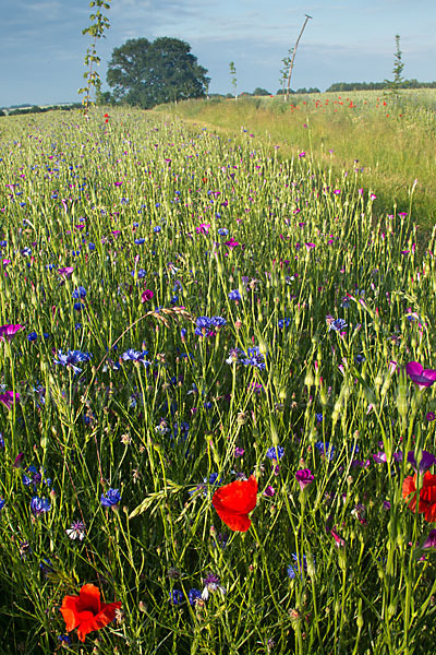 Kornblume (Centaurea cyanus)